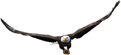 Flying Eagle Bird